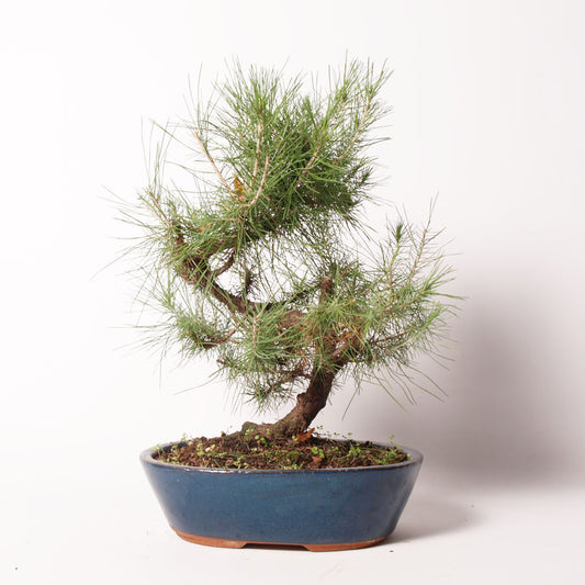 Pinus halepensis blauwe pot maat 25cm
