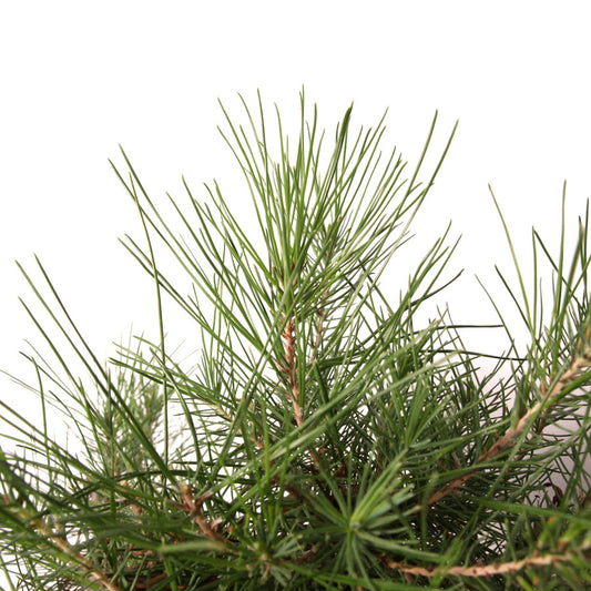 Pinus halepensis blauwe pot maat 25cm