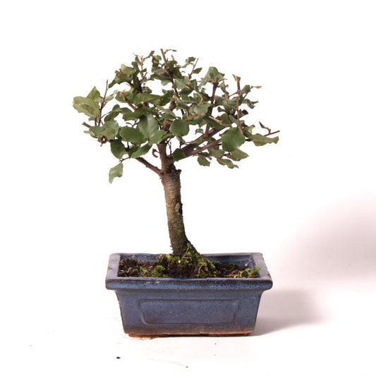 Quercus Suber Sobreiro pot bleu taille 15 cm