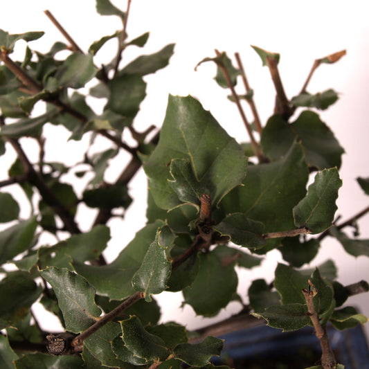 Quercus Suber Sobreiro pot bleu taille 15 cm