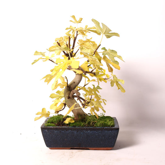 Ficus Carica pot bleu taille 25 cm