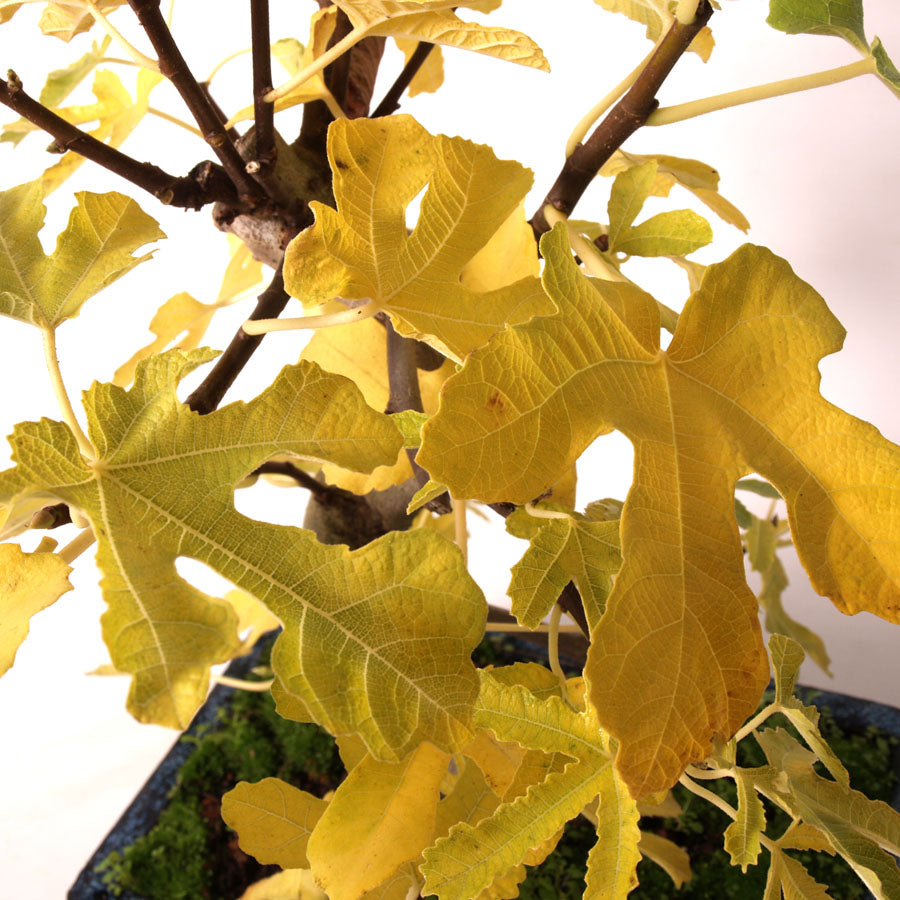 Ficus Carica pot bleu taille 25 cm