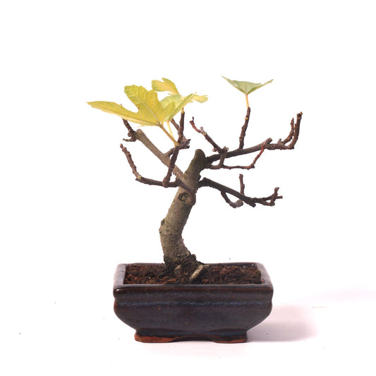 Ficus Carica, figuier, pot bleu de 15 cm, hauteur 25 cm