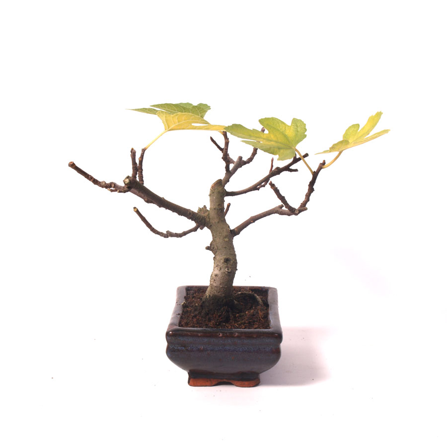 Ficus Carica, figuier, pot bleu de 15 cm, hauteur 25 cm