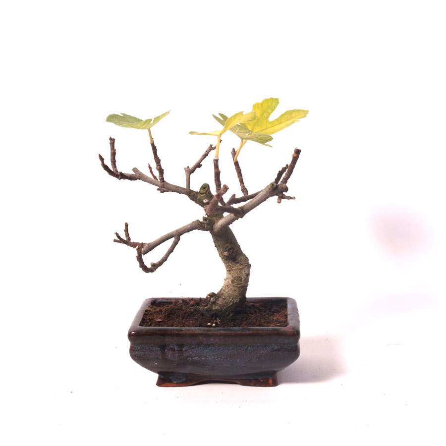 Ficus Carica, figuier, pot bleu de 15 cm, hauteur 25 cm