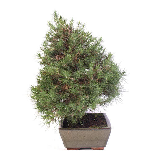Pinus Halepensis  potmaat 30cm hoogte 45cm