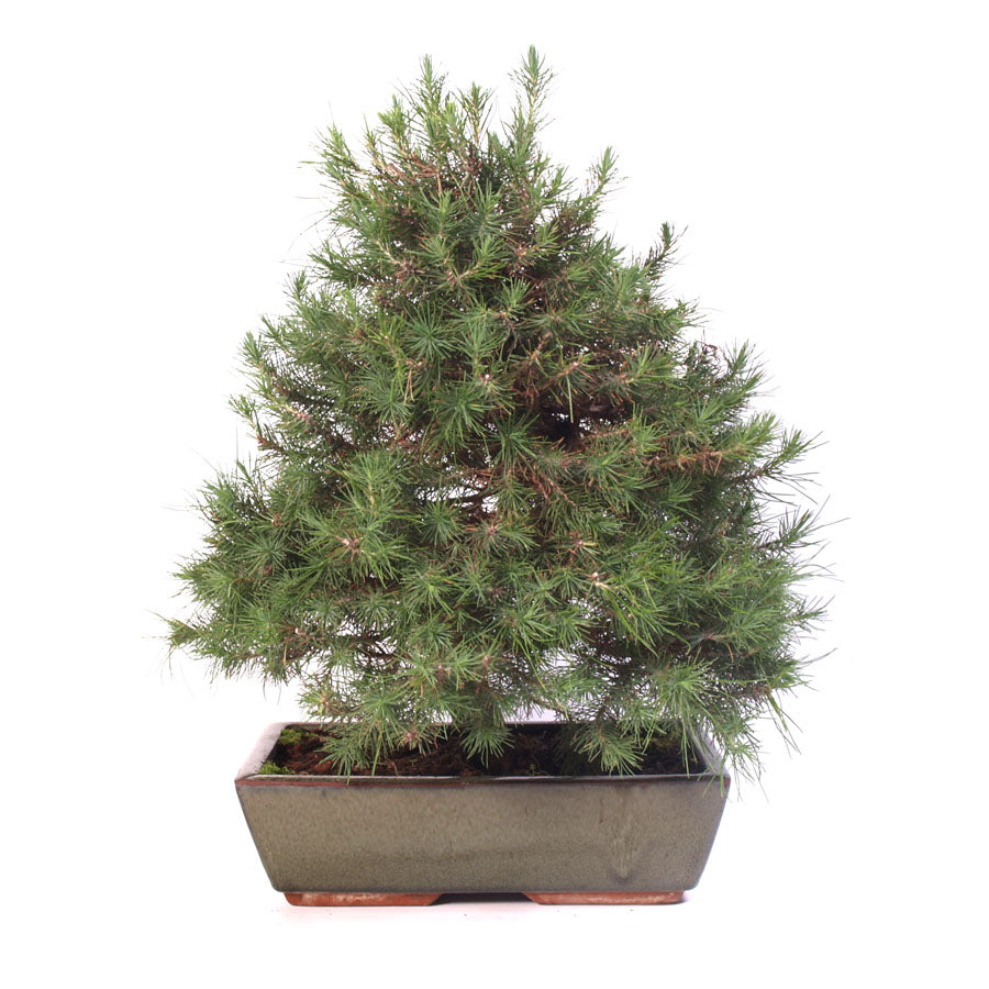 Pinus Halepensis  potmaat 30cm hoogte 45cm