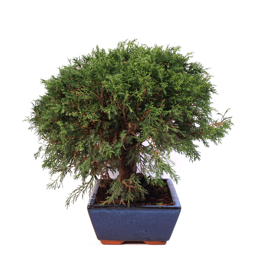 Juniperus Itoigawa potmaat 30cm , hoogte 40cm