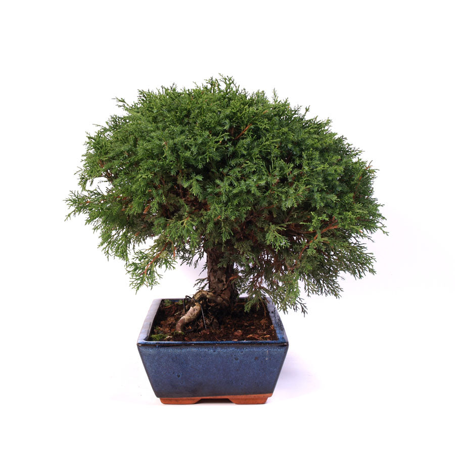 Juniperus Itoigawa potmaat 30cm , hoogte 40cm