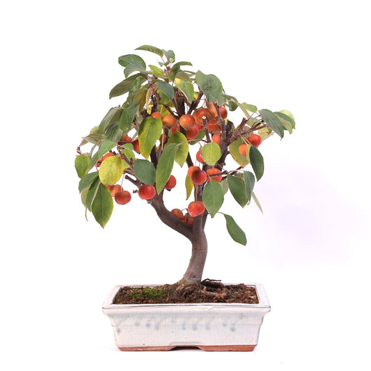 Malus Domestica, extérieur, 25 cm, hauteur 40 cm