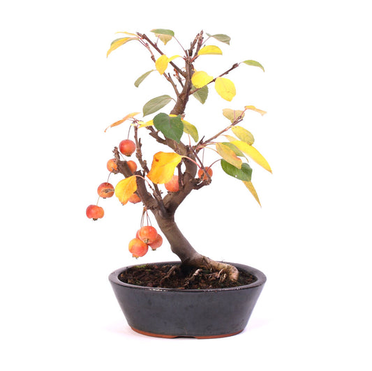 Malus Domestica, extérieur, pot ovale bleu 21 cm, hauteur 40 cm, temporairement en céramique crème