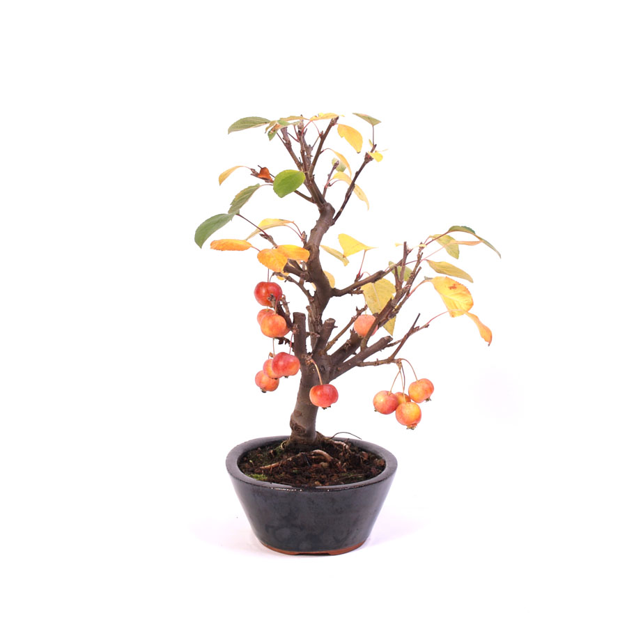 Malus Domestica, extérieur, pot ovale bleu 21 cm, hauteur 40 cm, temporairement en céramique crème