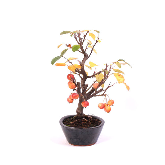 Malus Domestica, extérieur, pot ovale bleu 21 cm, hauteur 40 cm, temporairement en céramique crème