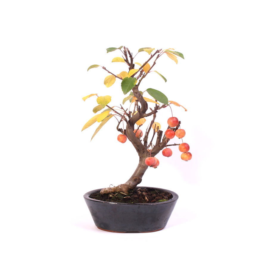 Malus Domestica, extérieur, pot ovale bleu 21 cm, hauteur 40 cm, temporairement en céramique crème