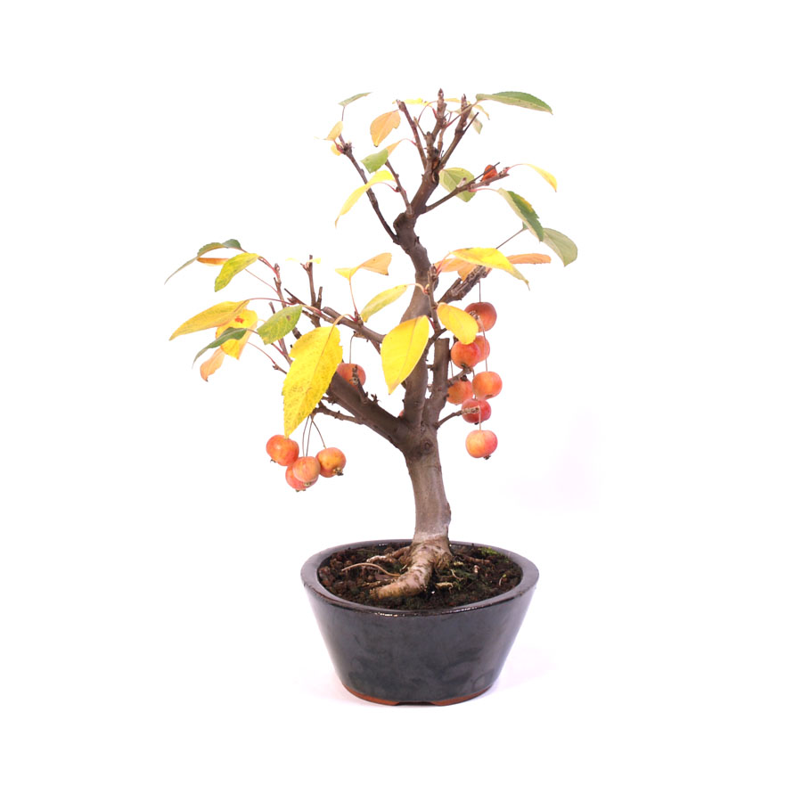 Malus Domestica, extérieur, pot ovale bleu 21 cm, hauteur 40 cm, temporairement en céramique crème