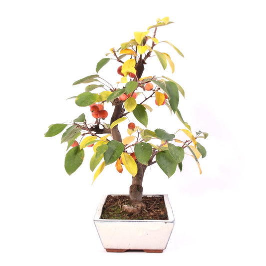Malus Domestica, extérieur, pot crème 30 cm, hauteur 50 cm
