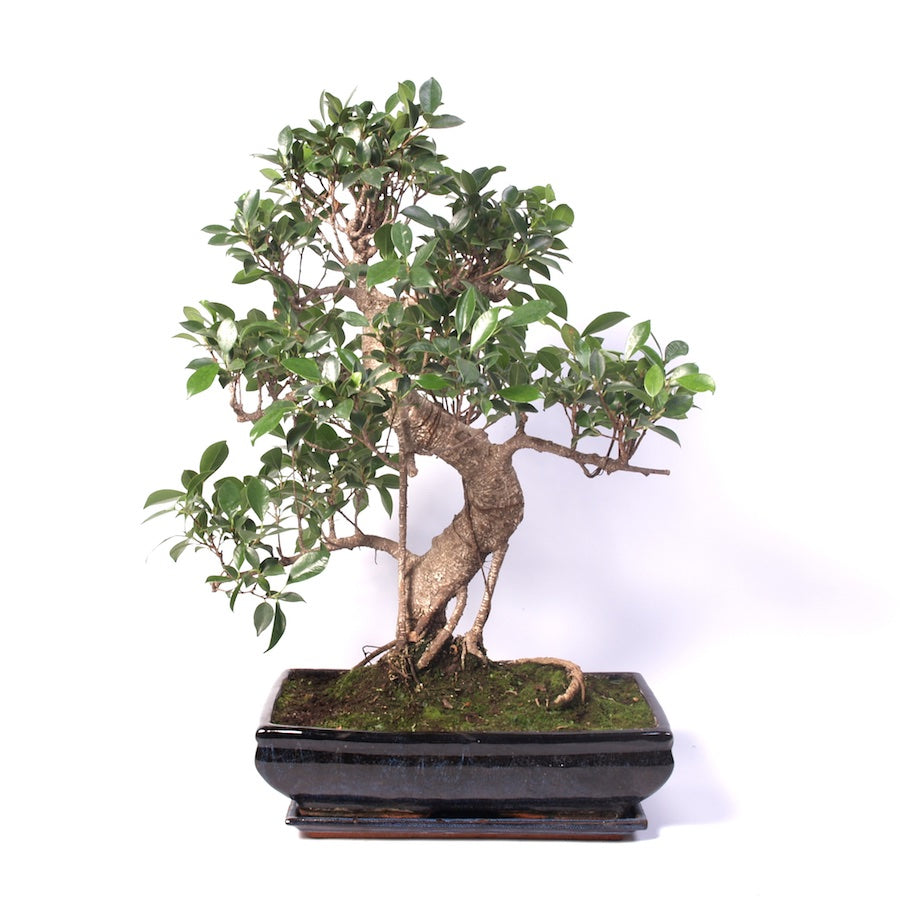 Ficus Retusa pot d'intérieur 35 cm