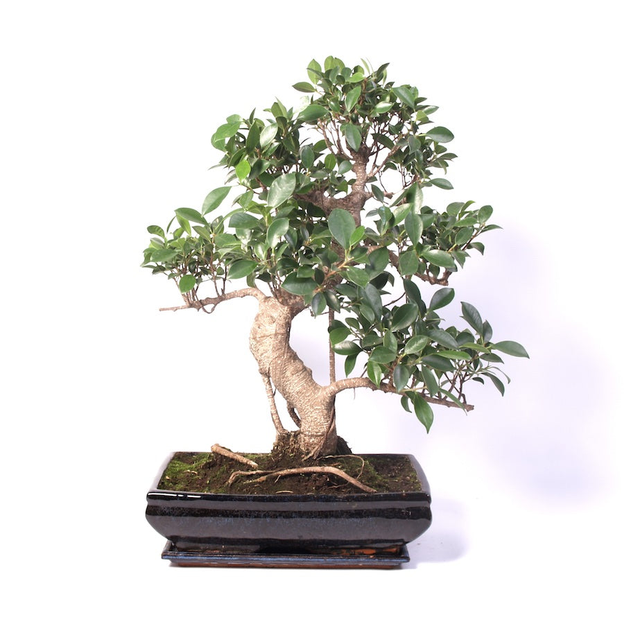Ficus Retusa pot d'intérieur 35 cm
