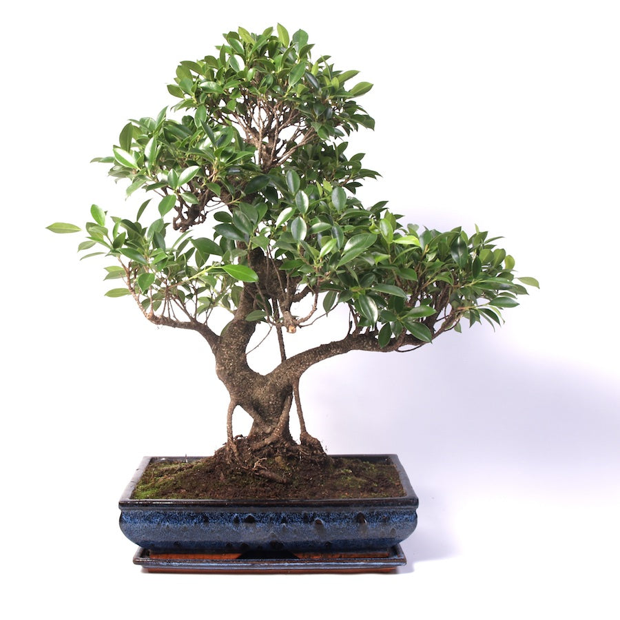 Ficus Retusa Indoor Bonsai 40cm