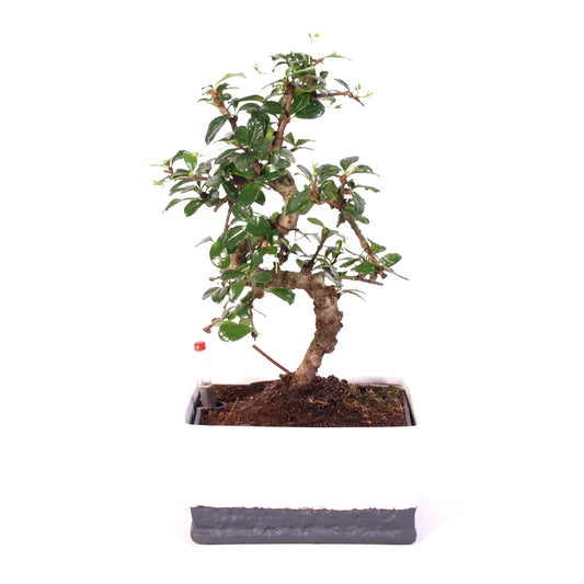 Carmona Macrophylla indoor Bonsai Easycare potmaat 17cm two tone