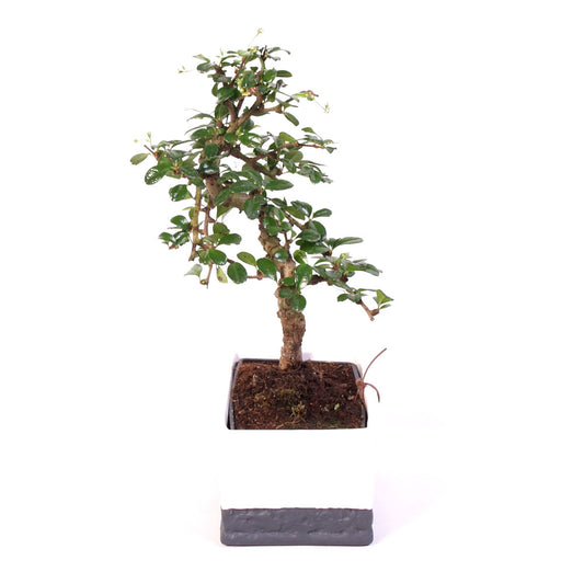 Carmona Macrophylla indoor Bonsai Easycare potmaat 17cm two tone