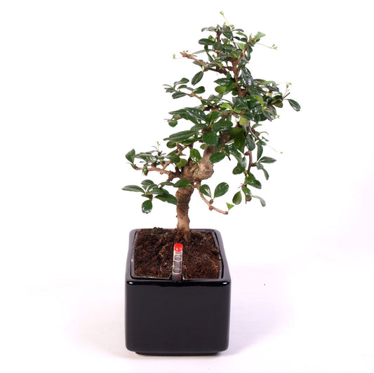 Carmona Macrophylla Indoor Bonsai Easycare potmaat 17cm zwart