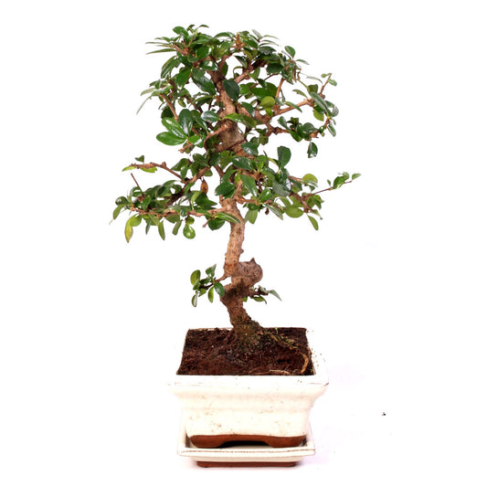 Carmona Macrophylla Indoor Bonsai potmaat 20cm creme