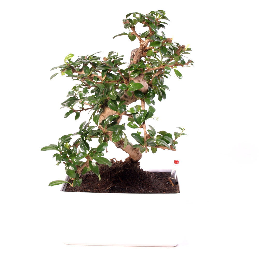 Carmona Macrophylla indoor Bonsai Easycare potmaat 22cm wit