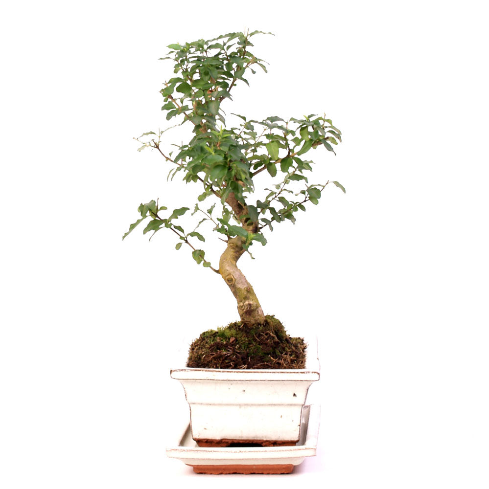 Ligustrum Chinensis Indoor Bonsai potmaat 20cm creme