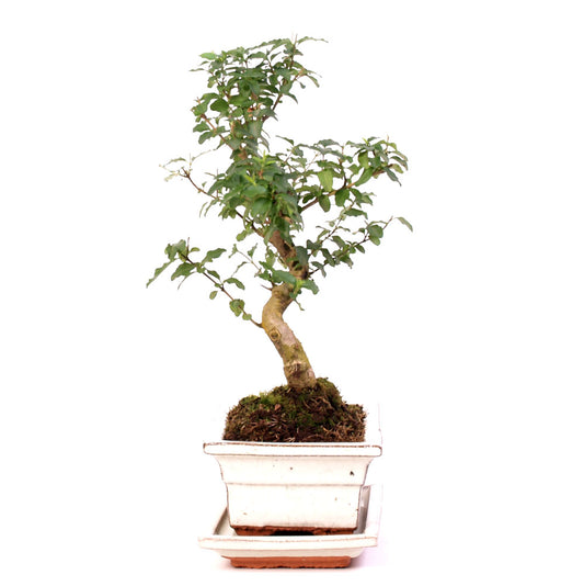 Ligustrum Chinensis Indoor Bonsai potmaat 20cm creme