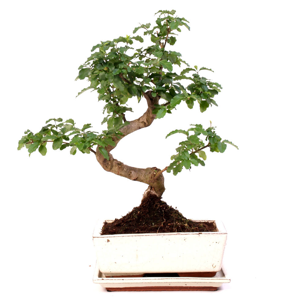 Ligustrum Chinensis Indoor Bonsai potmaat 20cm creme