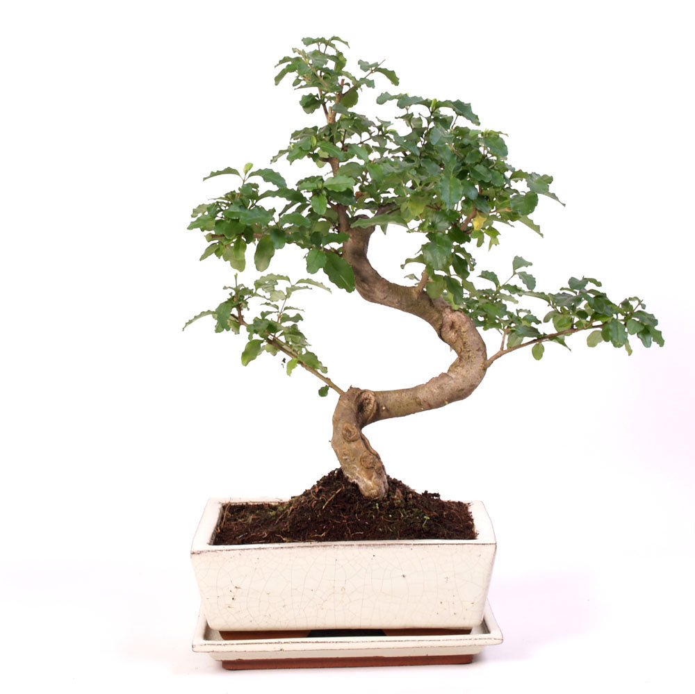 Ligustrum Chinensis Indoor Bonsai potmaat 20cm creme