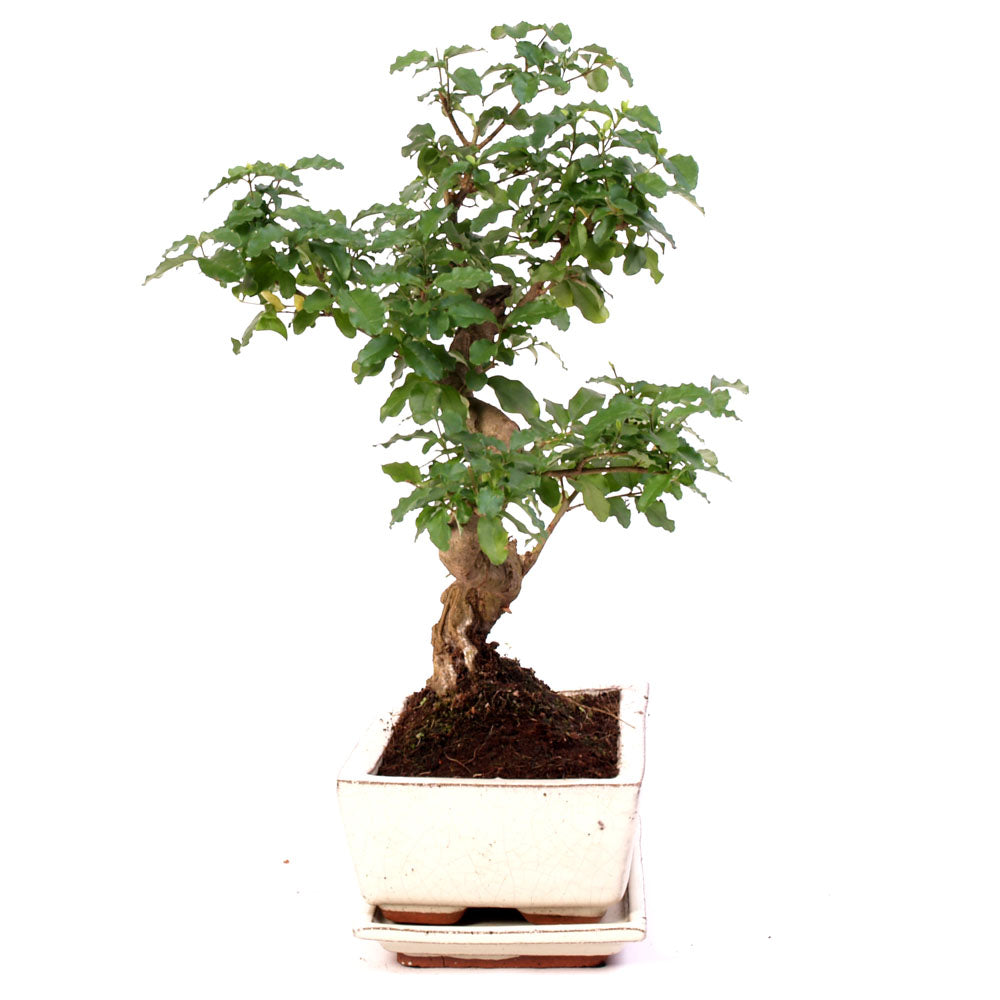 Ligustrum Chinensis Indoor Bonsai potmaat 20cm creme