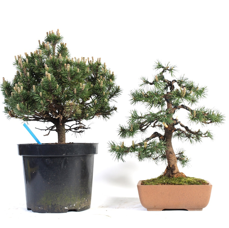 Pinus Mugho Mops startmateriaal