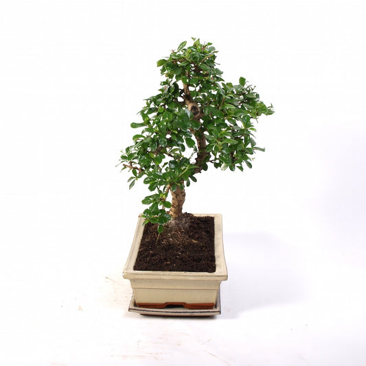 Carmona Macrophylla Indoor Bonsai 30cm creme