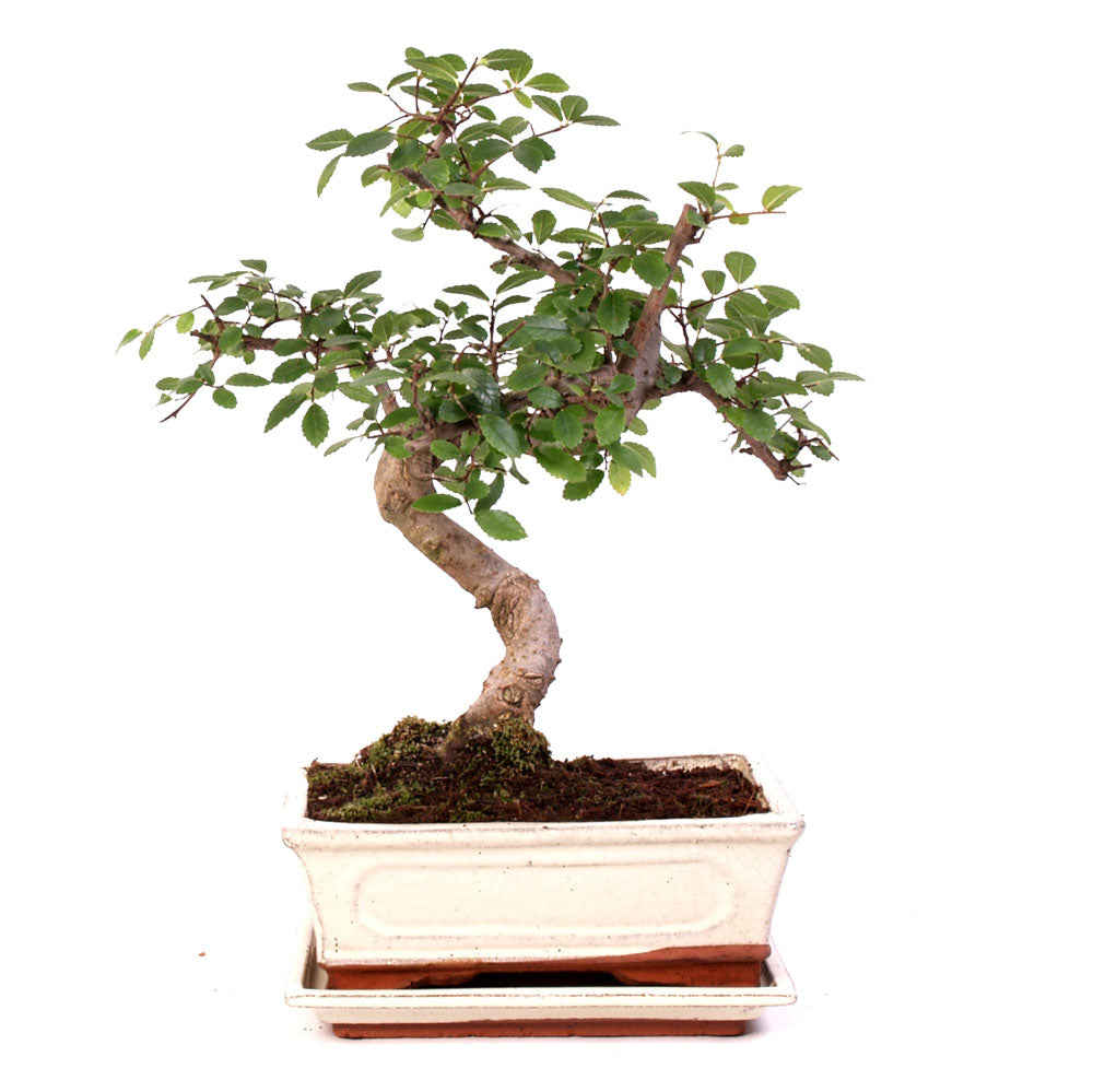 Zelkova Indoor Bonsai potmaat 20cm creme