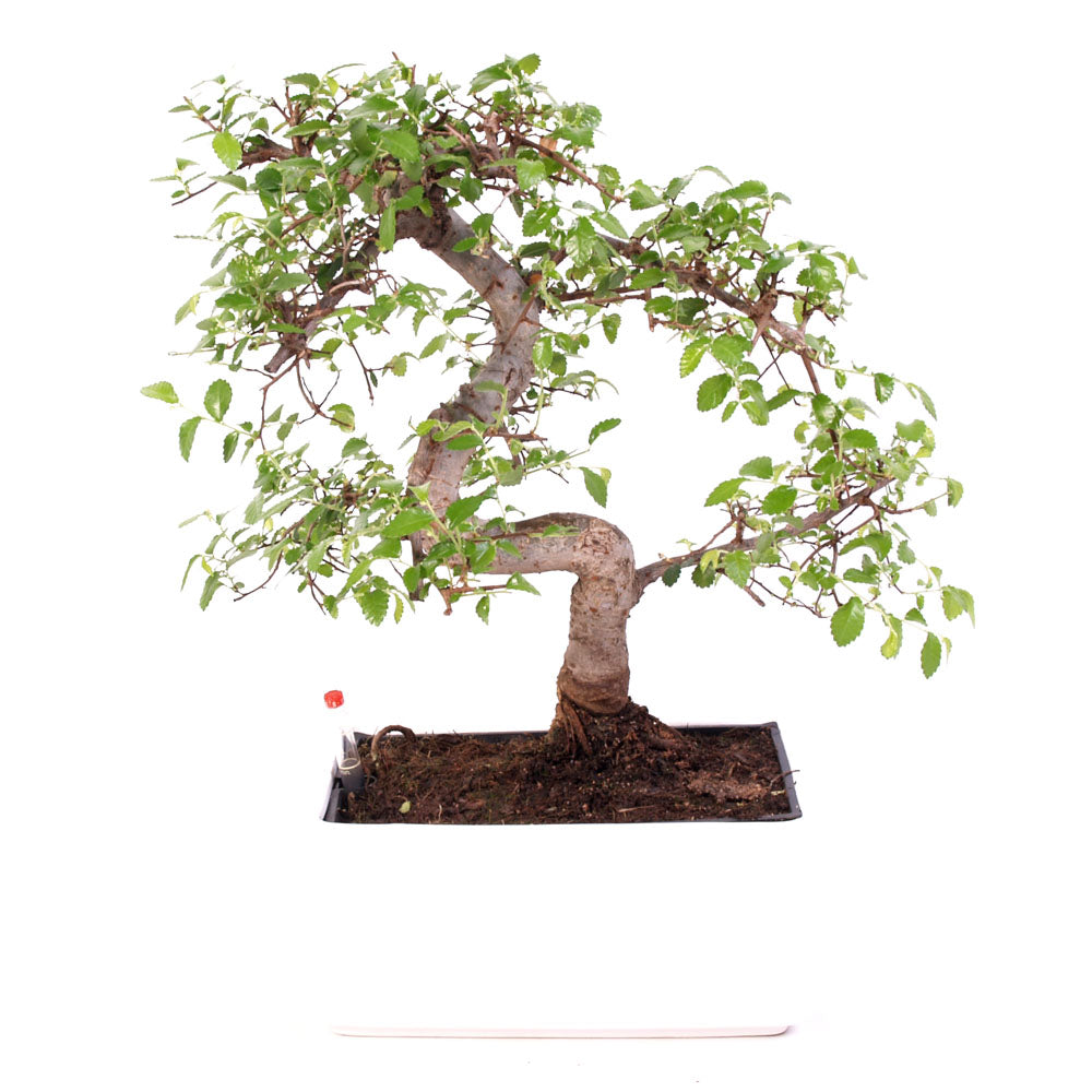 Zelkova indoor Bonsai Easycare potmaat 22cm wit Bonsai Shop